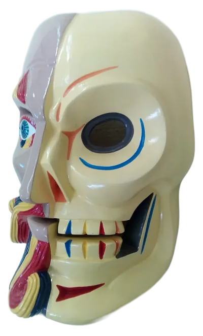 Máscara partida en rostro humano malva con barba de colores y calavera crema, vista de lado